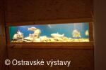 Akvária ve sklepení Slezskoostravského hradu